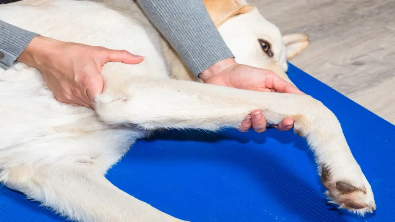 How Do You Know If Your Dog Has Leg Problems