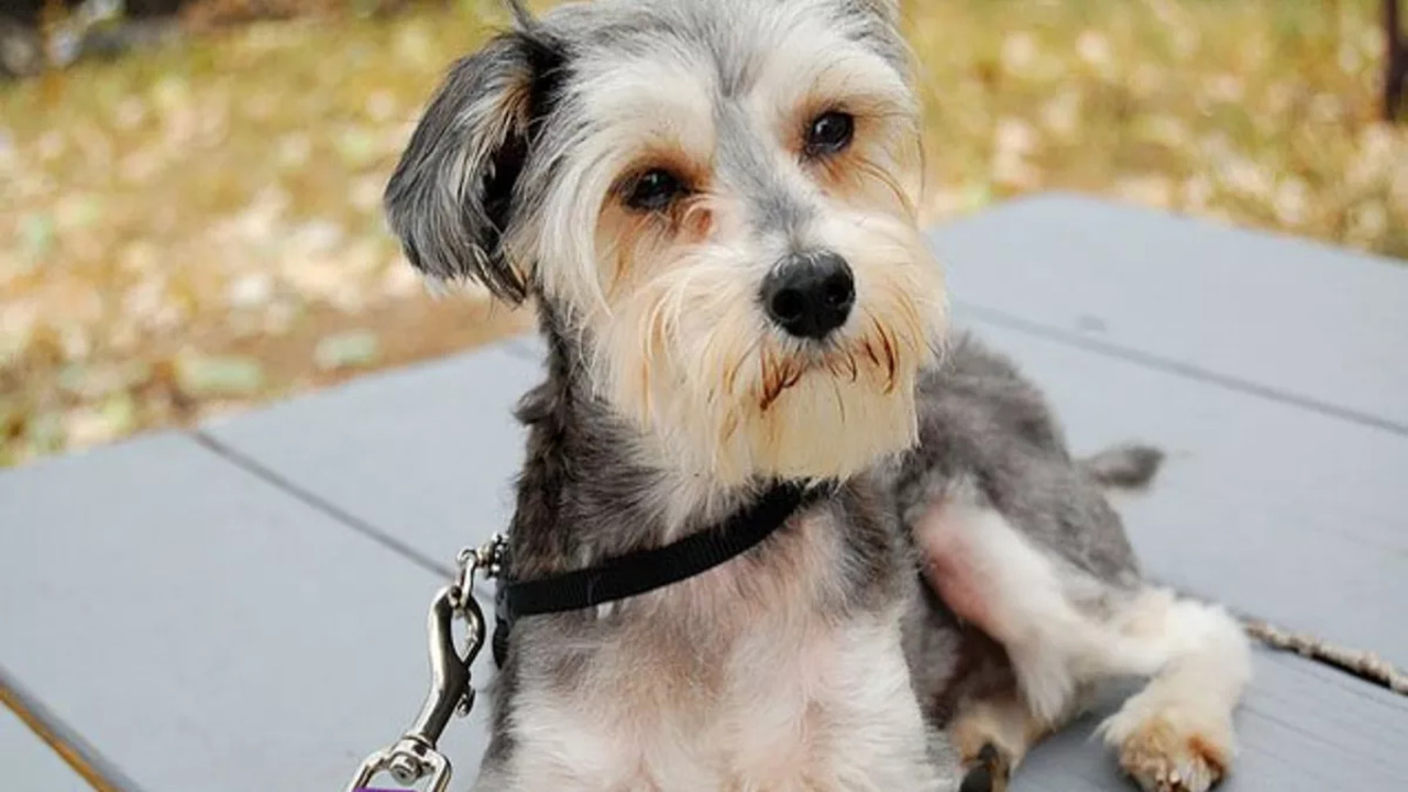 How Do You Take Care Of A Schnauzer-Pitbull Mix