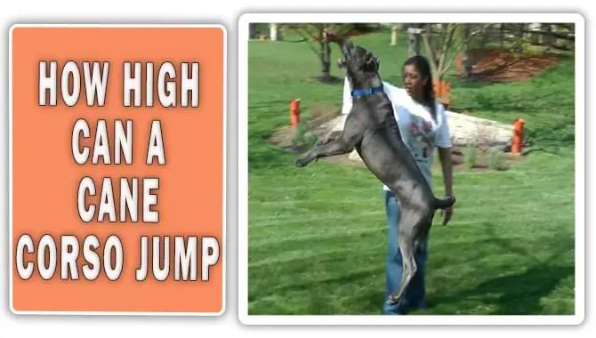 How High Can A Cane Corso Jump