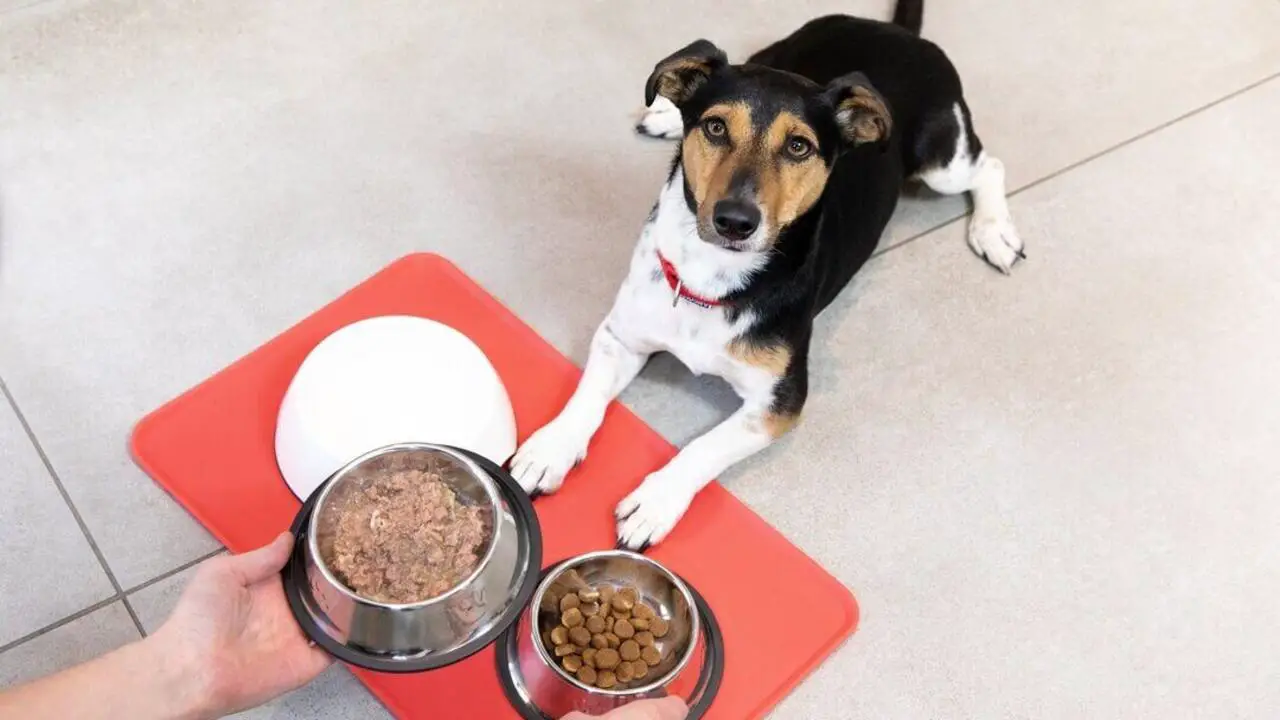 How Long For Dog To Adjust To New Food - An Estimation