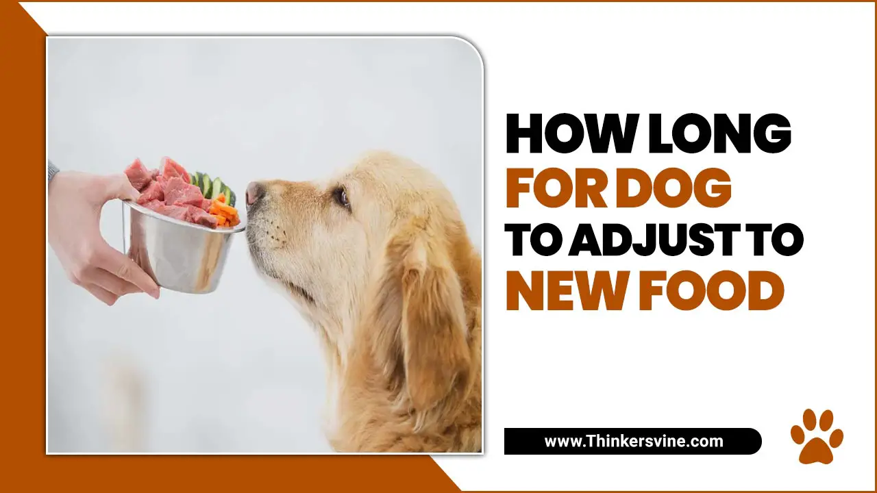 How Long For Dog To Adjust To New Food