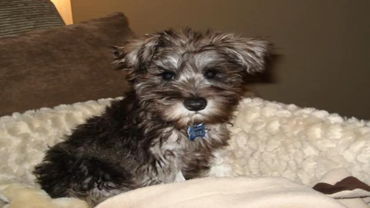How Much Does It Cost To Raise A Schnauzer-Jack Russell Mix Puppy