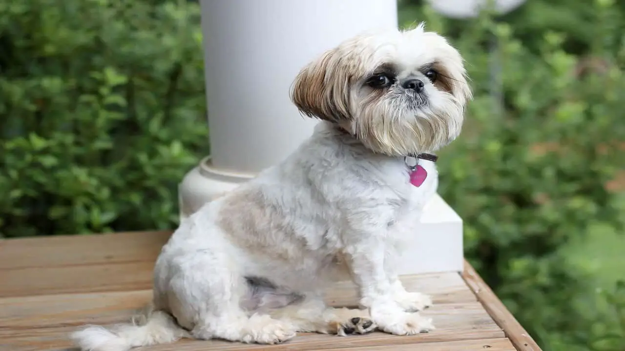 How Much Does a Schnauzer-Shih Tzu Mix Cost
