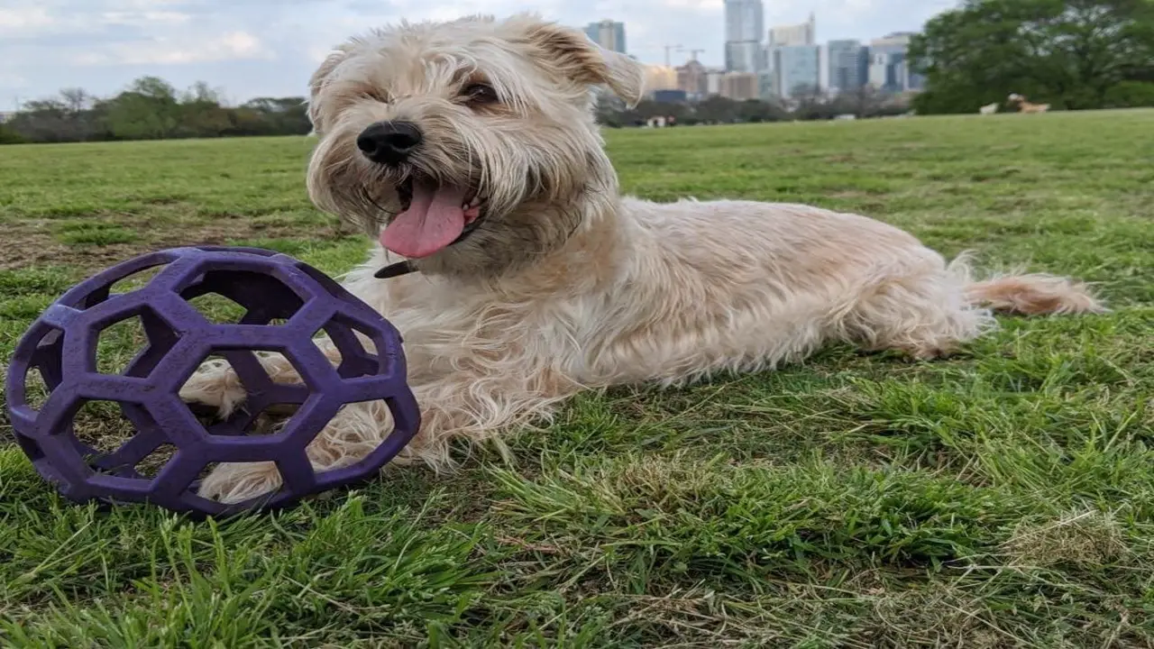 How Much Exercise Does A Schnauzer-Shih Tzu Mix Need