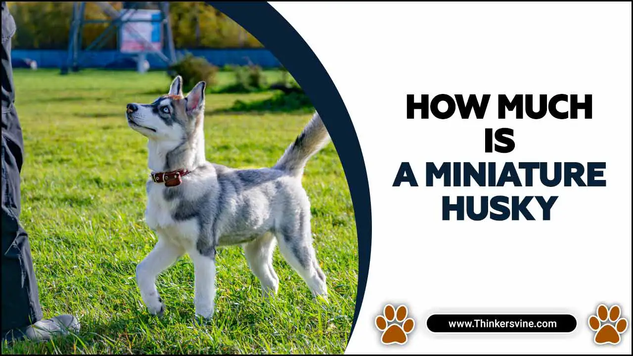 How Much Is A Miniature Husky