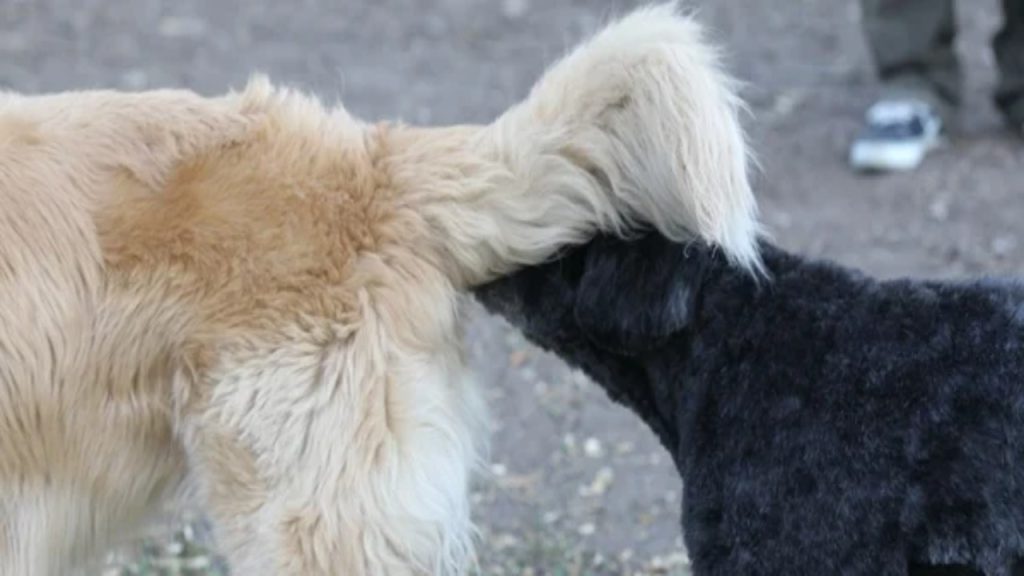 Golden Retrievers Need Their Glands Expressed Expert Guide