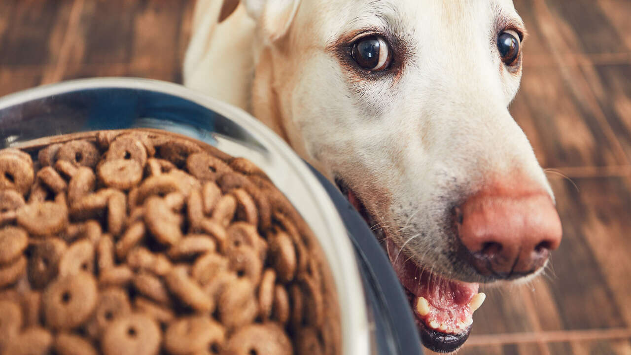 How Quickly Do Dogs Adapt To New Pet Food