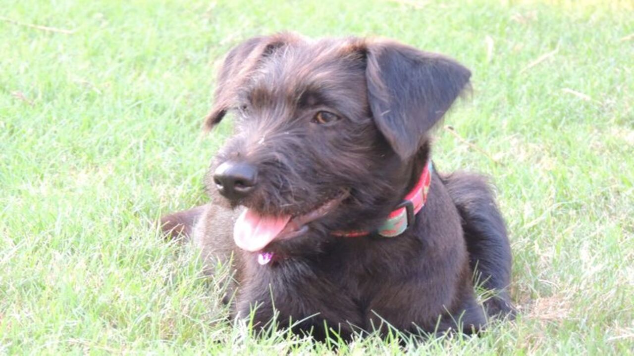 How To Adopt Schnauzer-Lab Mix