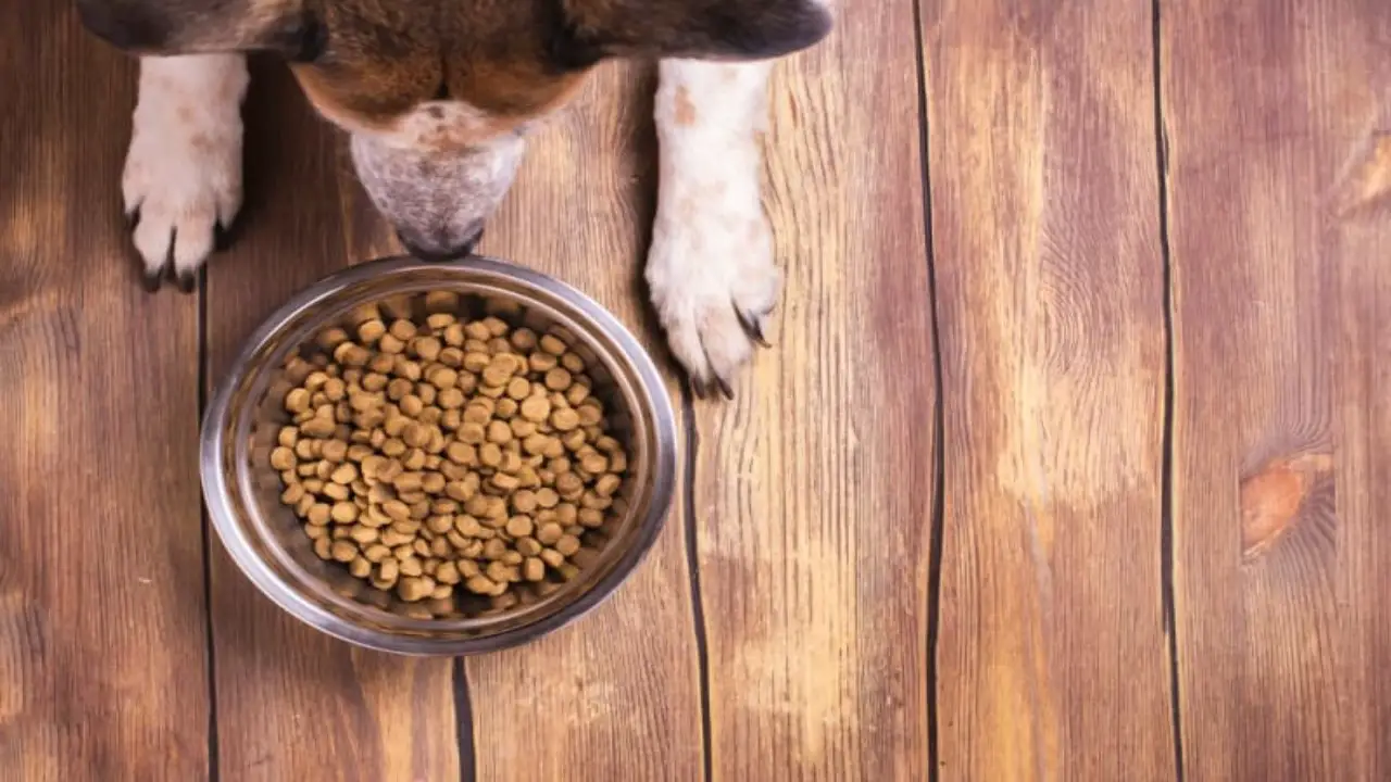 How To Choose A Perfect Dog Food