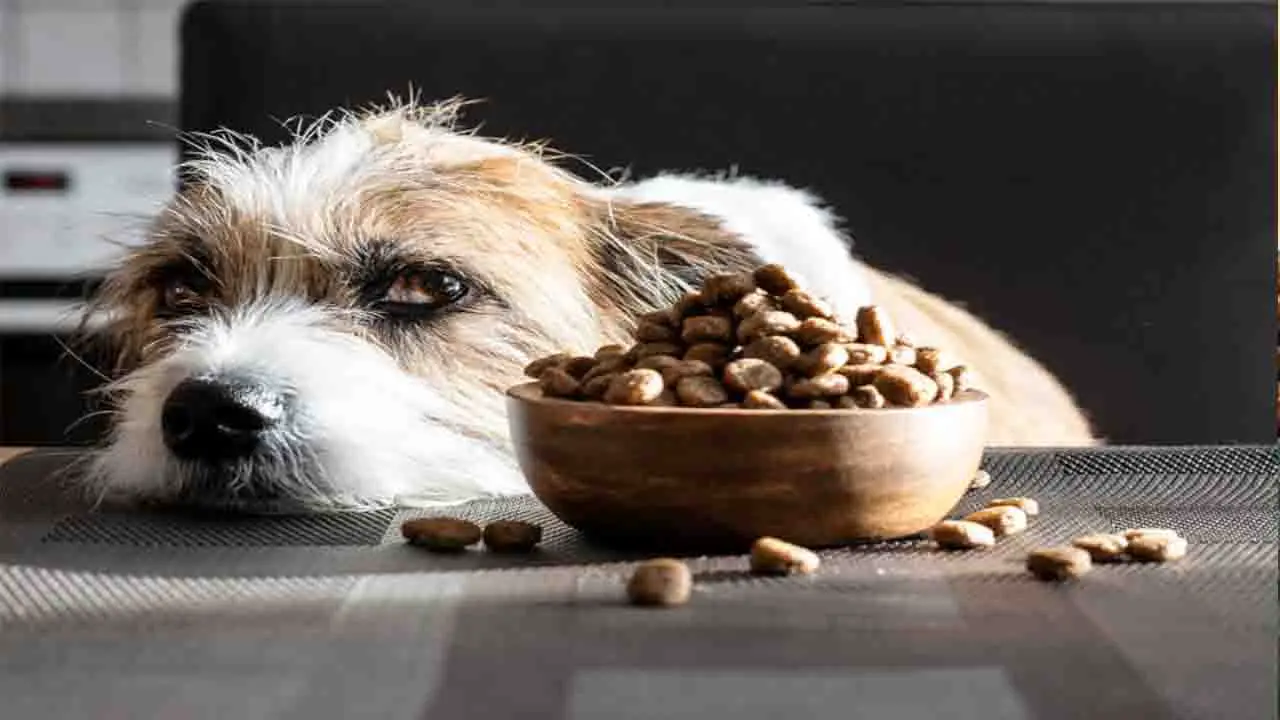 How To Deal With Dog Diarrhea Caused By Eating Merrick Dog Food