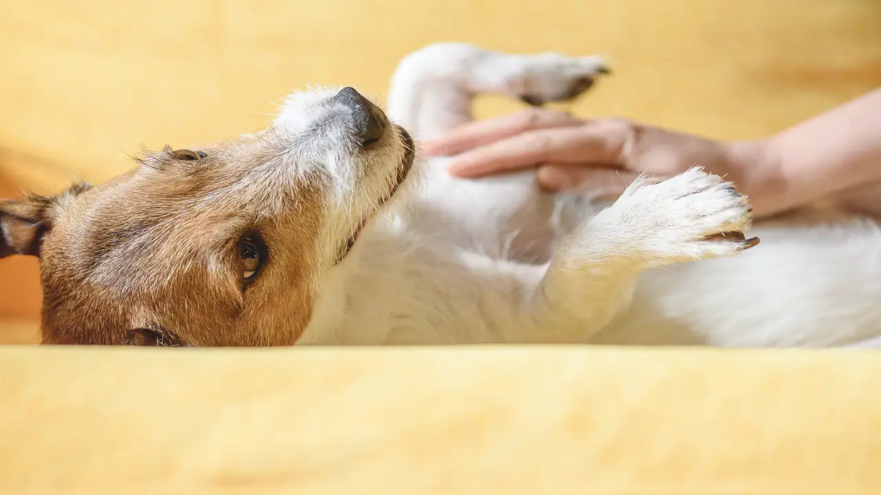 How To Determine If Your Dog's Behavior Is Normal Or Concerning