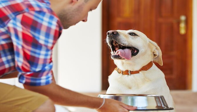 How To Determine The Right Time To Switch Your Dog's Food