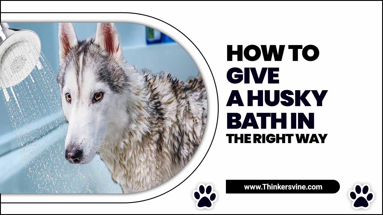 How To Give A Husky Bath In The Right Way