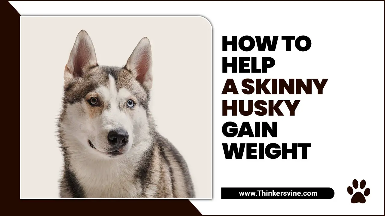 How To Help A Skinny Husky Gain Weight