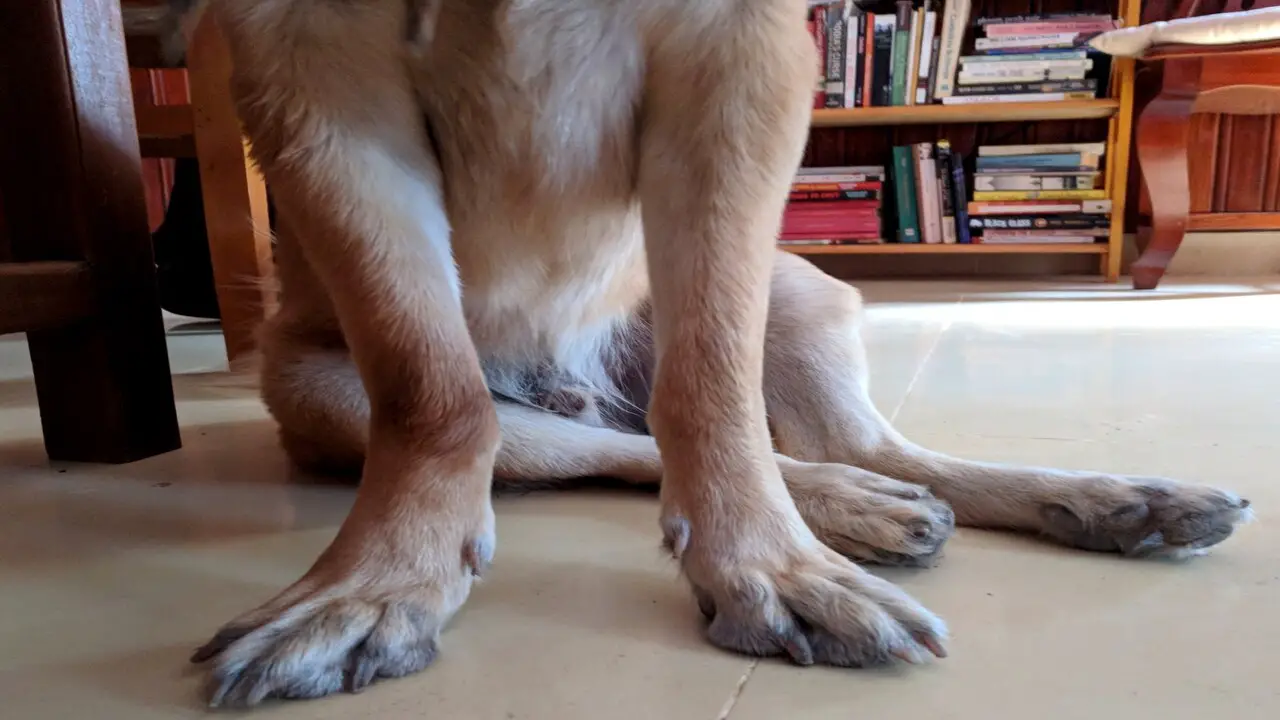 How To Identify If Your Dog Has Pigeon-Toed Front Legs