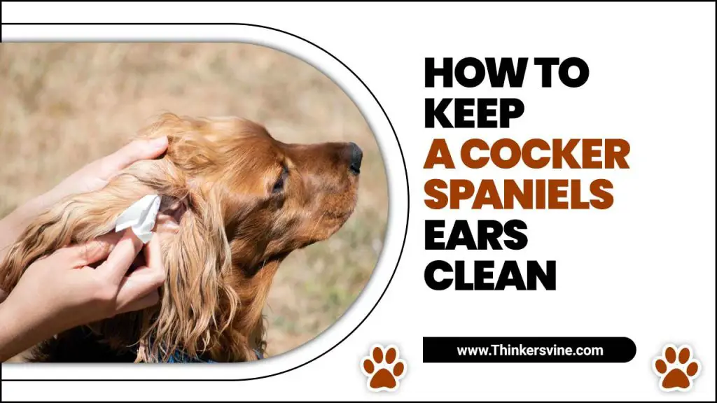 How To Keep A Cocker Spaniels Ears Clean Expert 7 Tips