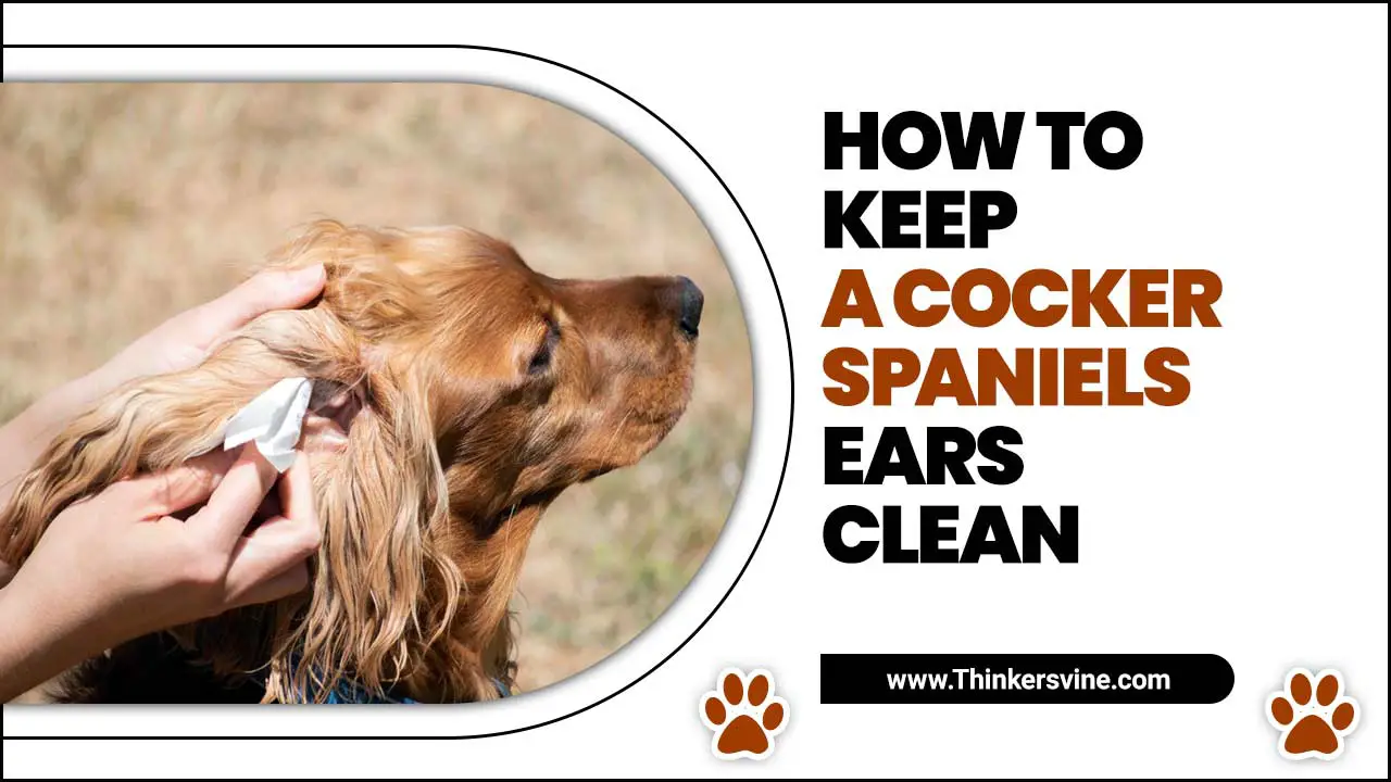 How To Keep A Cocker Spaniels Ears Clean