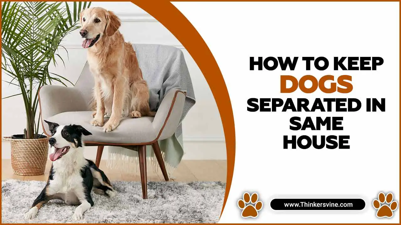 How To Keep Dogs Separated In Same House