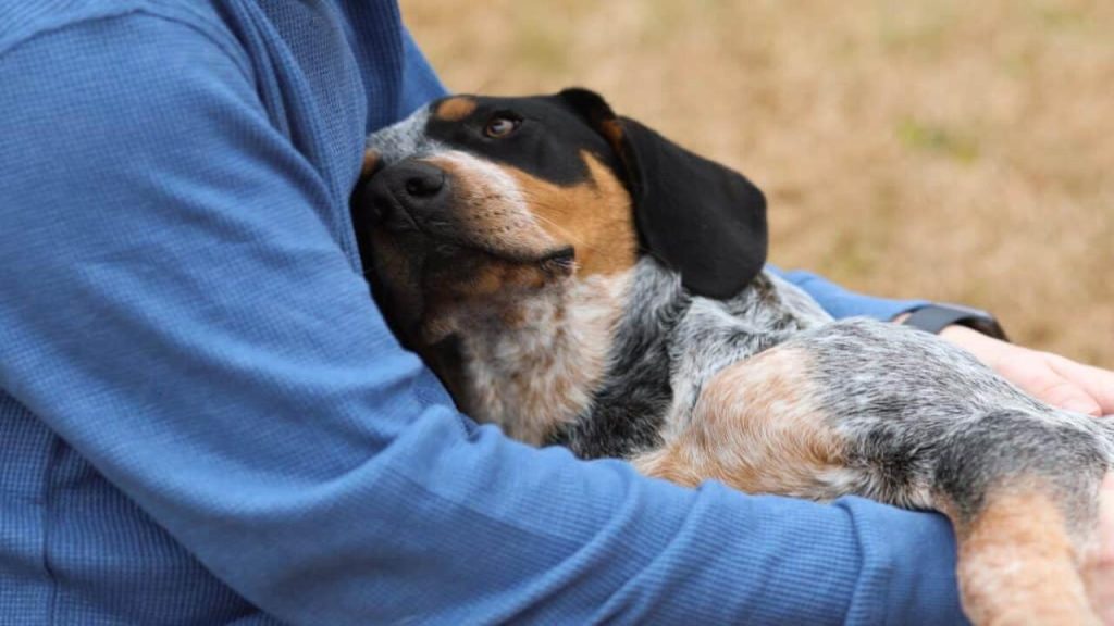 My Dog Bury His Head In Blankets 7 Probable Reasons