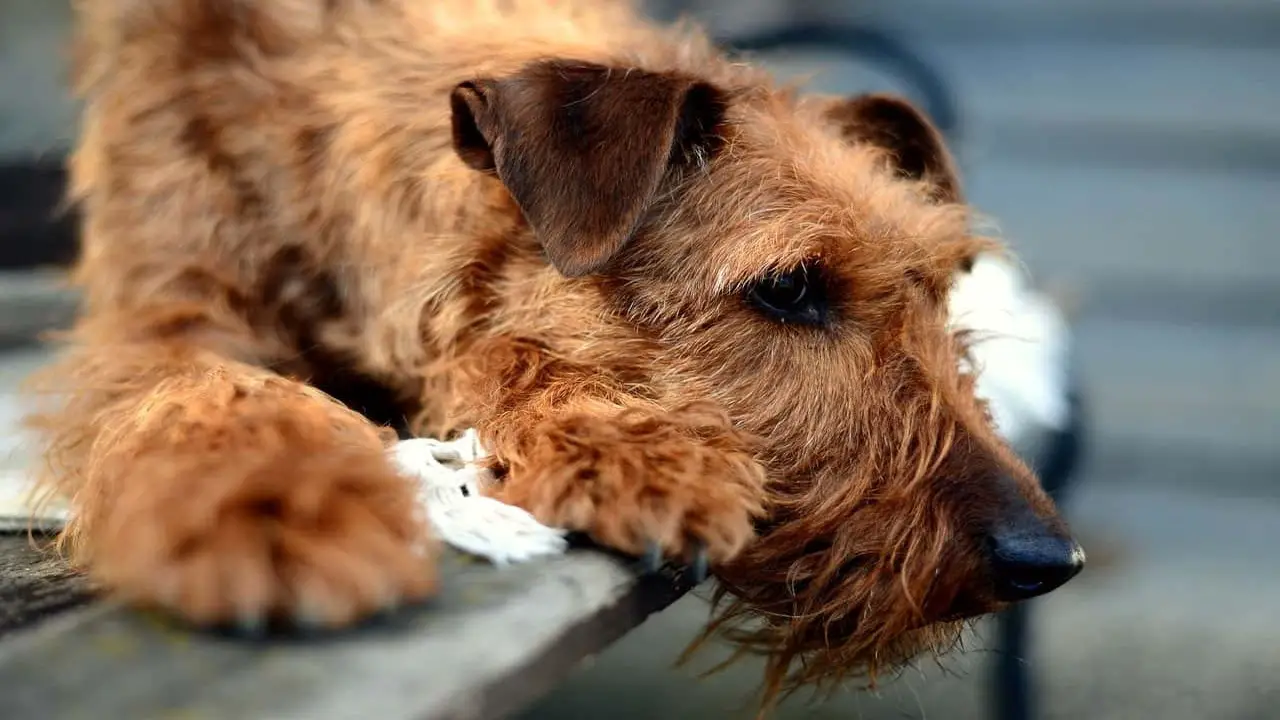 How To Maintain The Schnauzer-Airedale Mix