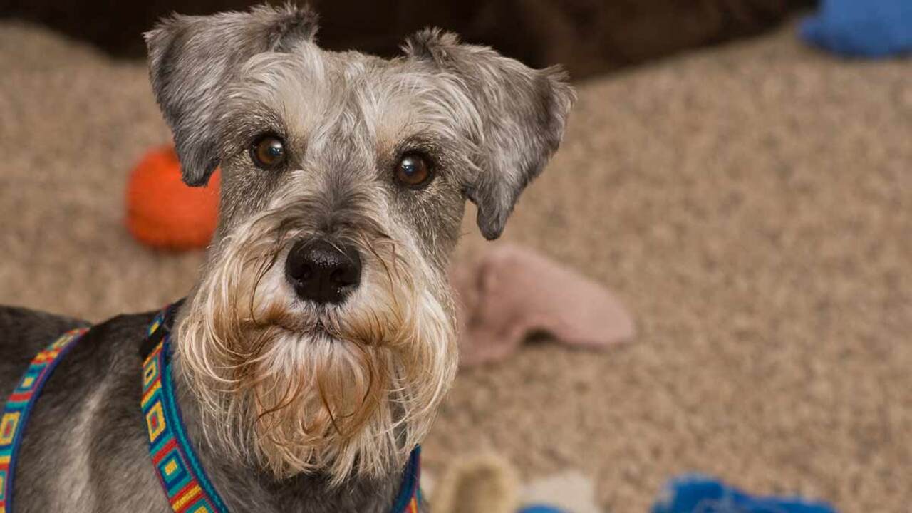 How To Maintain The Schnauzer Lab Mix