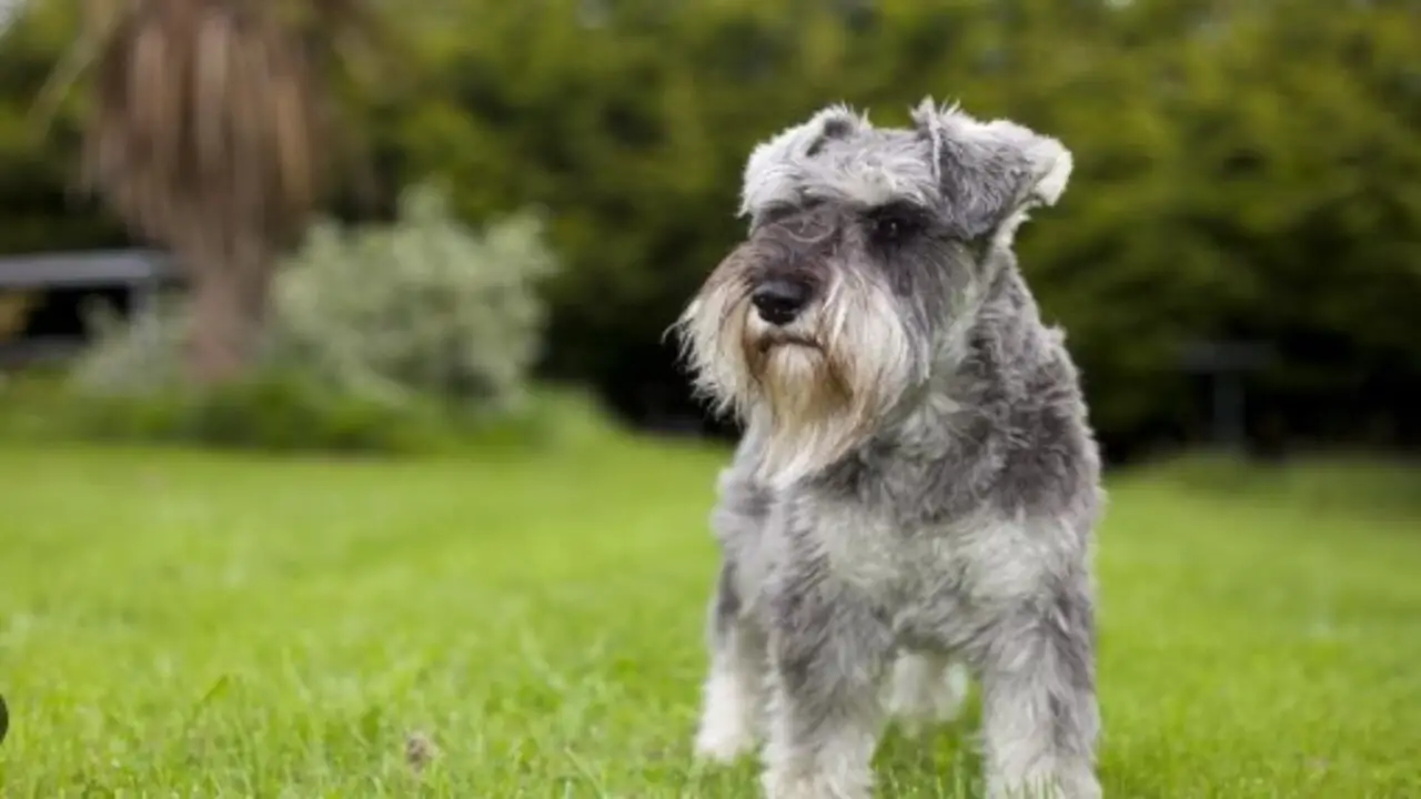 How To Make A Mini Schnauzer Dog Ears Stand-Up