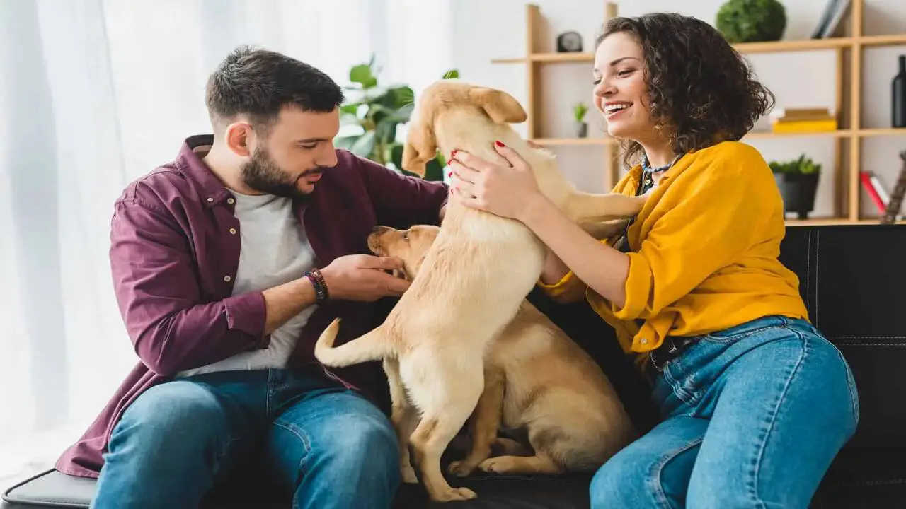 How To Stop Them - My Dog Prefers My Husband Over Me