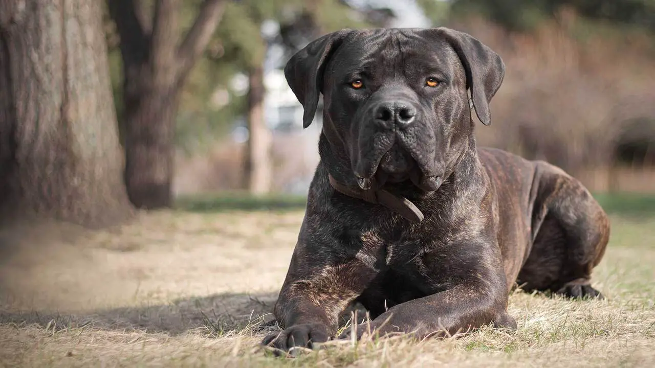 How Will My Cane Corso Protect Me