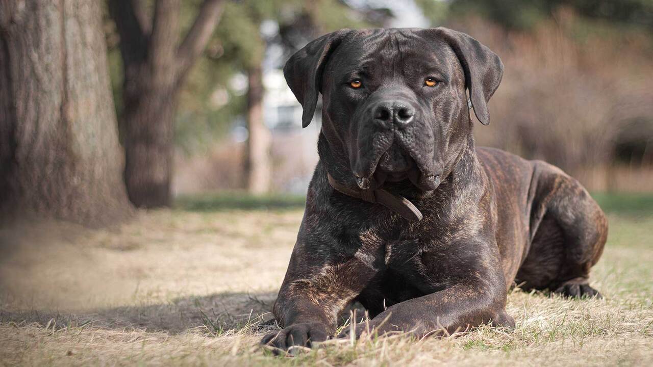 How Will My Cane Corso Protect Me