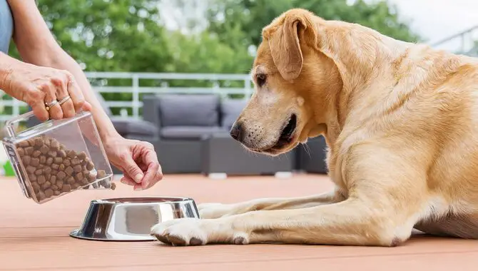How to Choose a Perfect Dog Food