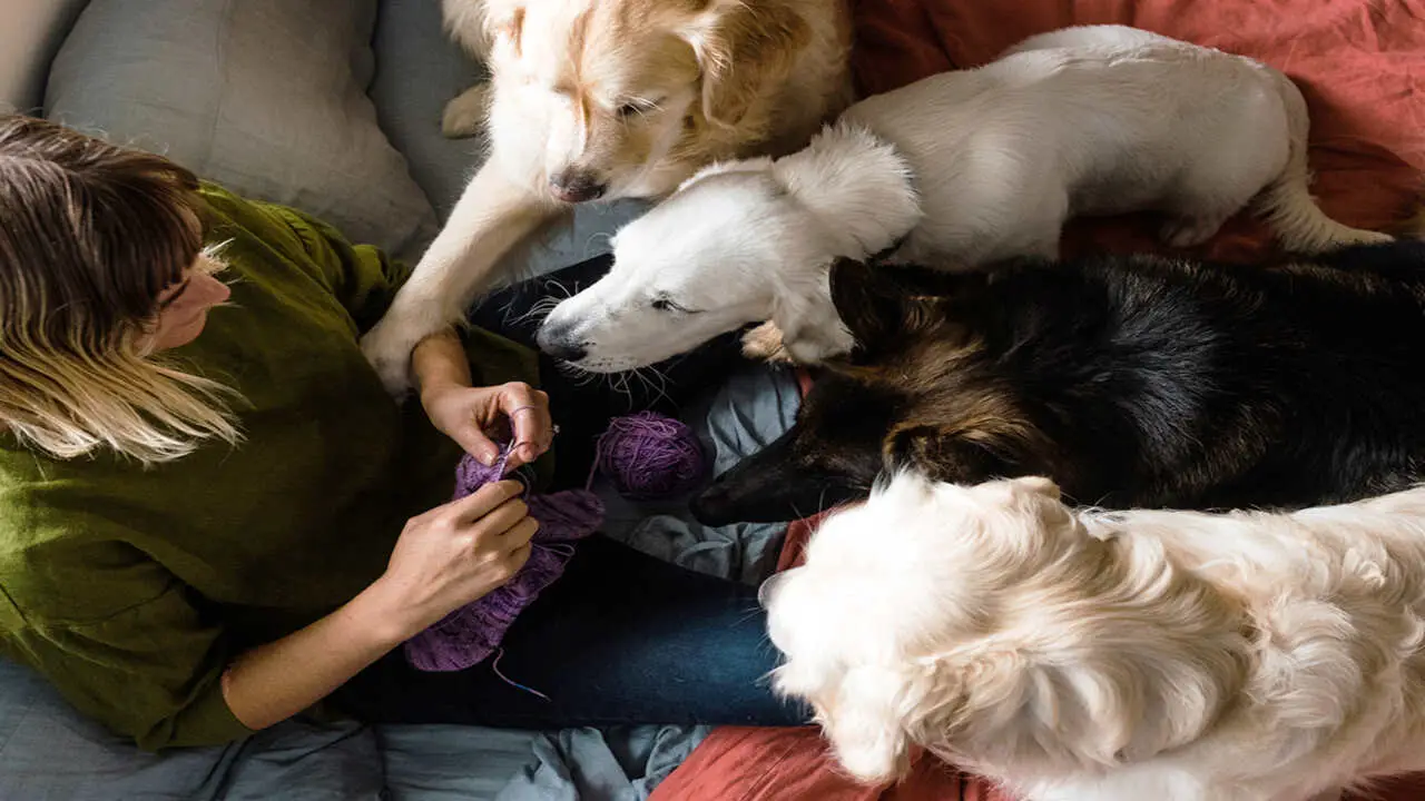 How to Manage a Multi-Dog Household