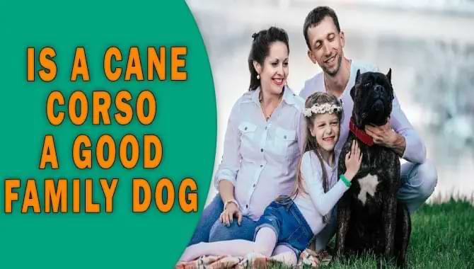 Is A Cane Corso A Good Family Dog