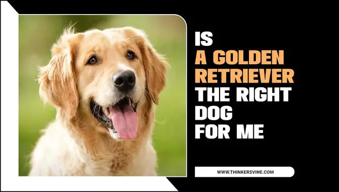 Is A Golden Retriever The Right Dog For Me