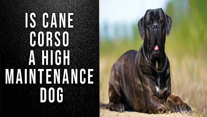 Is Cane Corso A High Maintenance Dog