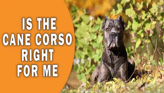Is The Cane Corso Right For Me