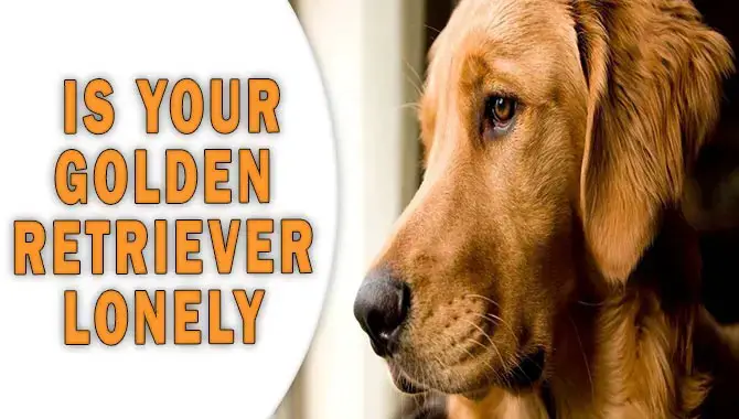  Is Your Golden Retriever Lonely