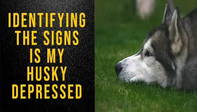 Is My Husky Depressed