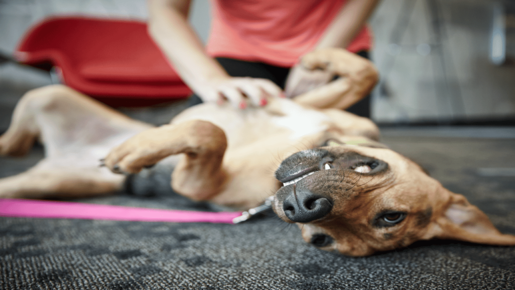 Why Does Dog Kicks Back Legs When Lying Down Explained
