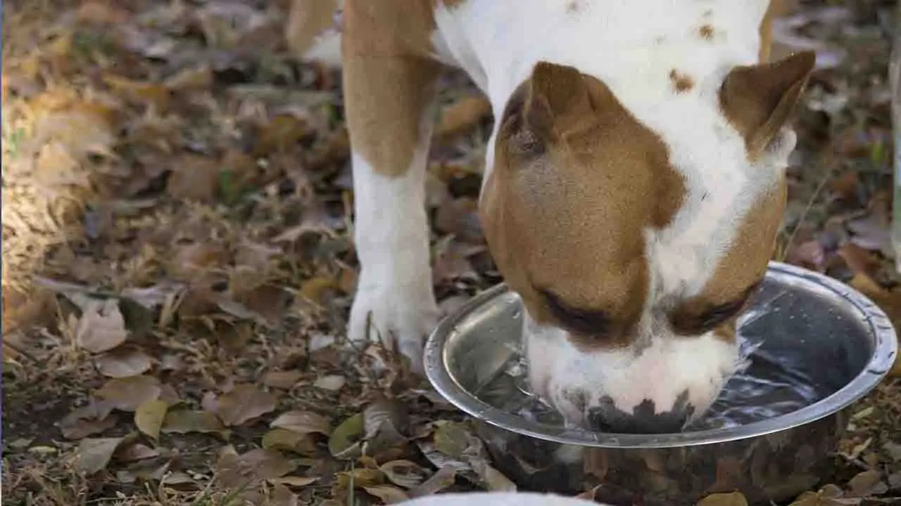 Keep Pets Hydrated During Recovery