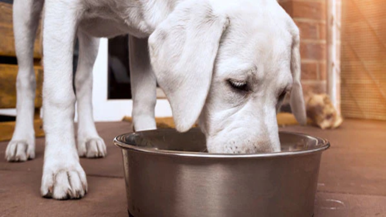 List Of Best Grain-Free Urinary Dog Food