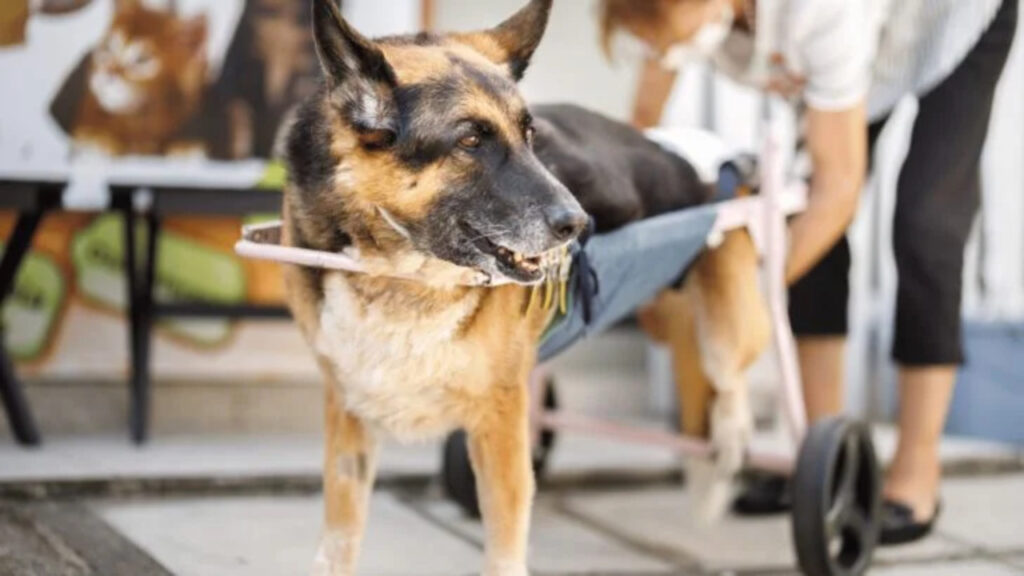 Why Does Dog Kicks Back Legs When Lying Down? Explained!