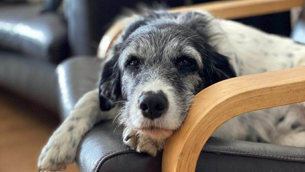 Curated visual reference: Picture Idea: Why Dog Standing Still And Staring 9 Exclusive Reasons