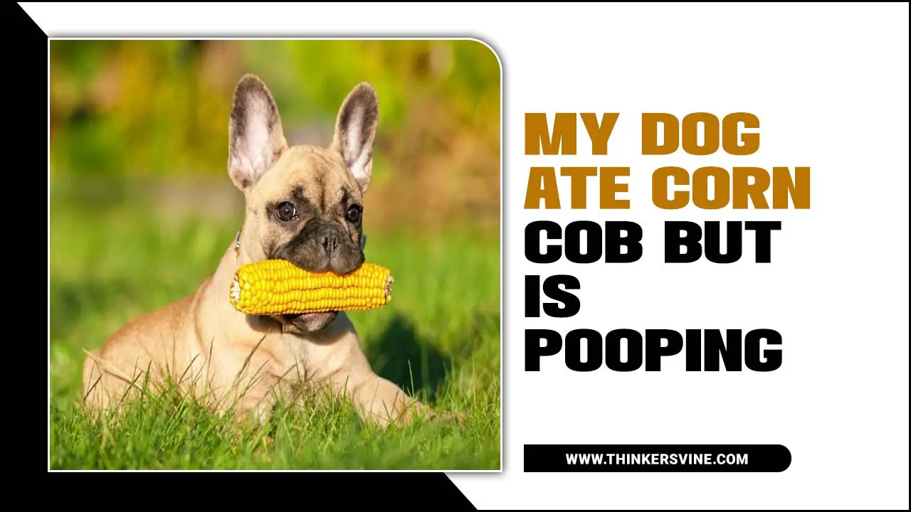 My Dog Ate Corn Cob But Is Pooping