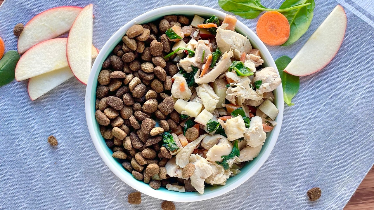 Natural Dog Food Diet Transition