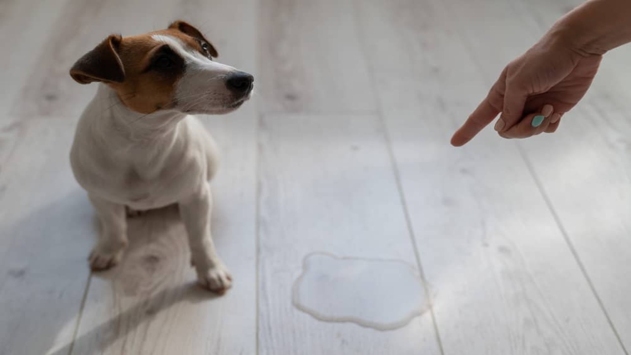 When A Female Dog Is Leaking Clear Fluid? Cause & Solutions