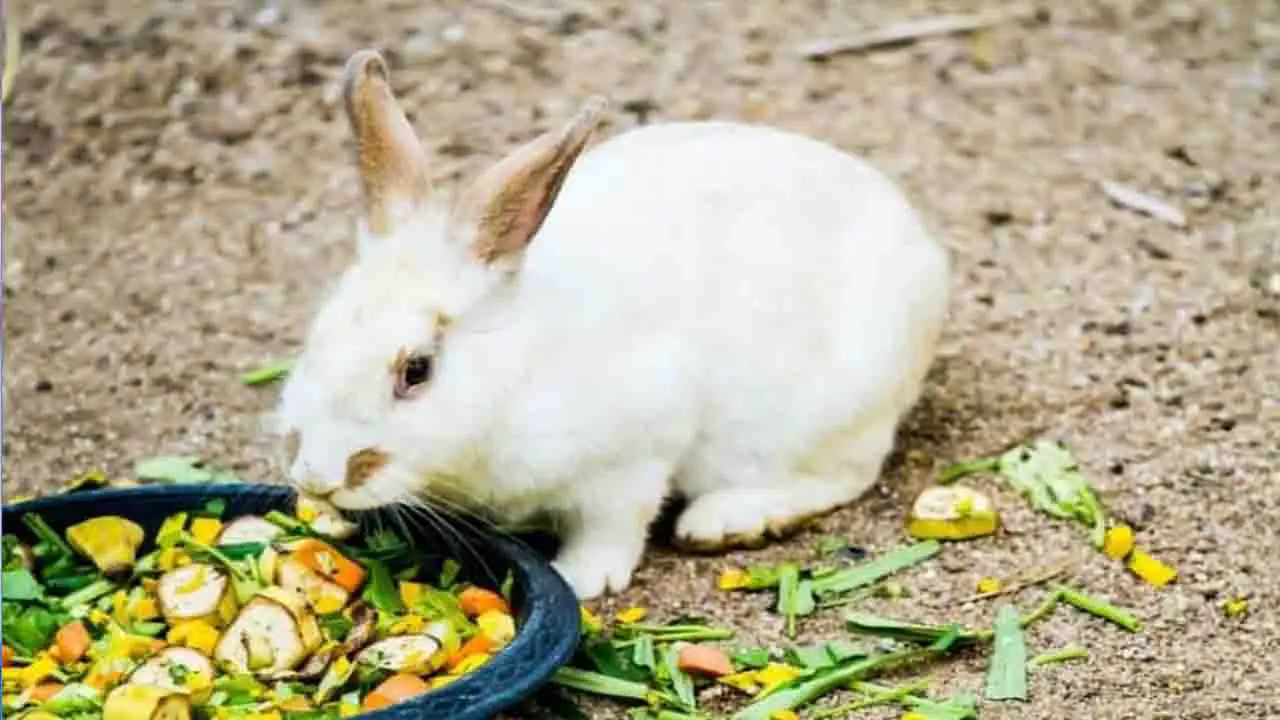 Nutritional Deficiency rabbit food