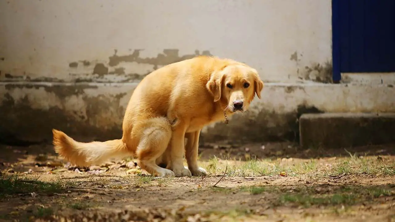 Orijen Dog Food Caused Diarrhea - Probable Reasons
