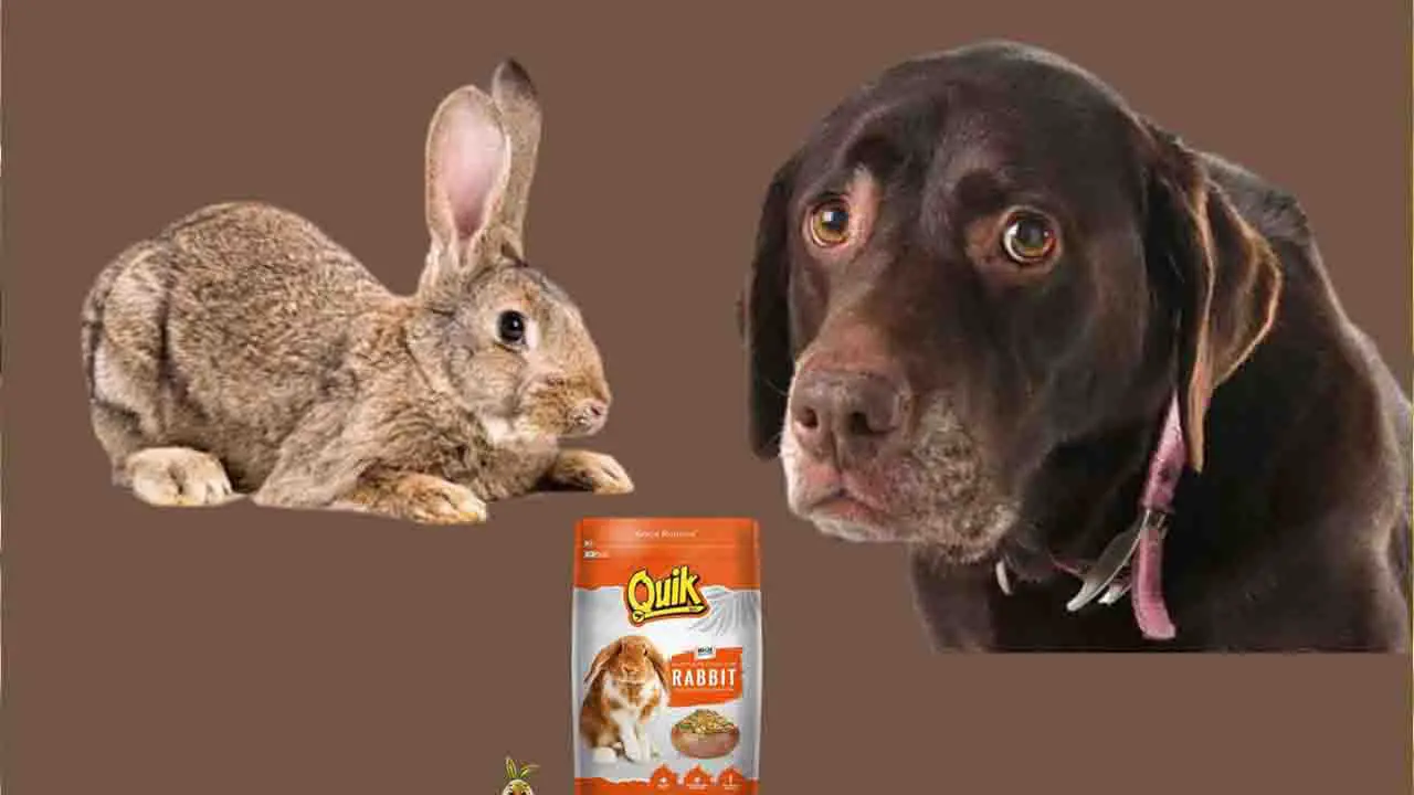 Possible Consequences After A Dog Eating Rabbit Food