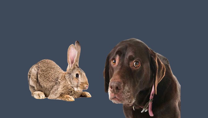 Possible Consequences After A Dog Eating Rabbit Food
