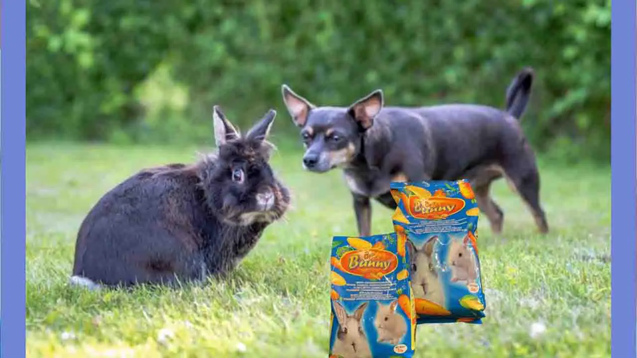 Potential Risks Of Dogs Eating Rabbit Food